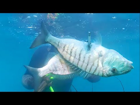 Pescasub: Un tiro da applausi!