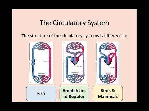 Higher Biology - 2.3 Metabolic Rate