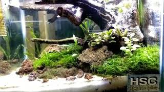 Download lagu Penempatan weeping moss Di Aquascape Pemula mp3 Download lagu Penempatan weeping moss Di Aquascape Pemula mp3