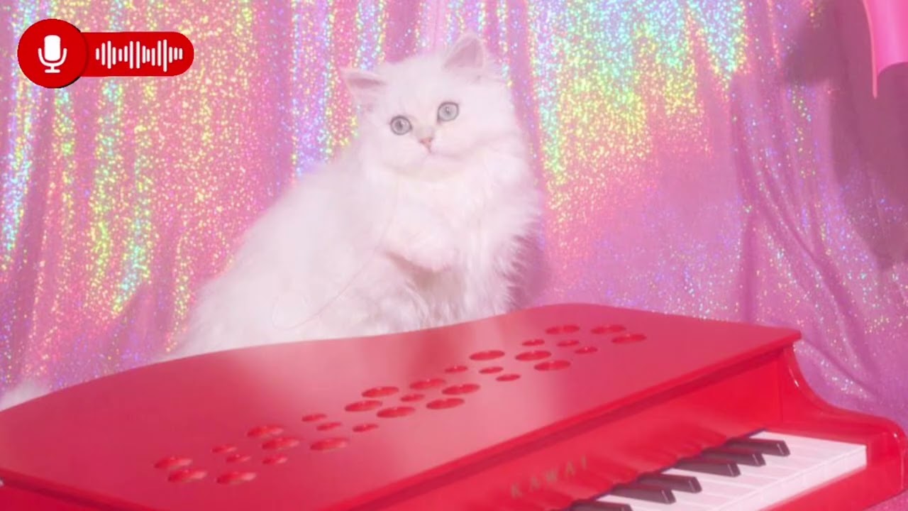 背が低い女がエロい理由🏩💕【3/3サブスク限定インスタライブ】