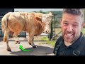 BIG BULL Update A COW I CAN T HELP And Some SERIOUS BELT ISSUES