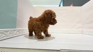 トイプードルの動画01