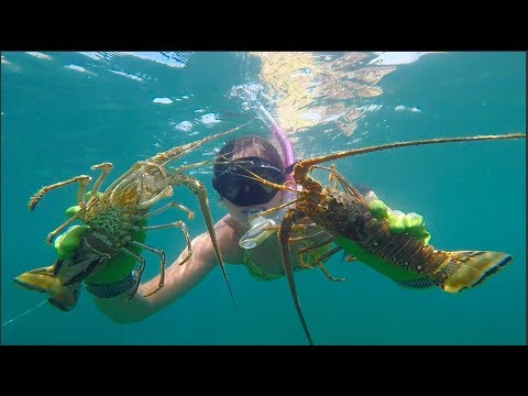 Florida Lobster Mini Season 2018- Snorkeling and Scouting Secret Reefs