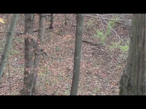 Ohio 2011 deer hunt 130 class buck