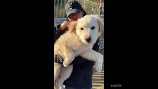 Video preview image #1 Golden Retriever-Samoyed Mix Puppy For Sale in Seattle, WA, USA