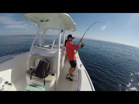 Sea Born SX 239 - Vertical Jigging For Big Amberjack