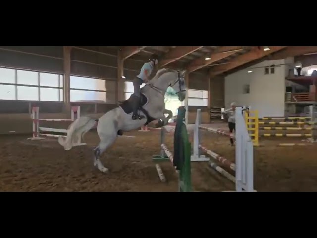 Hongre de 12 ans à vendre