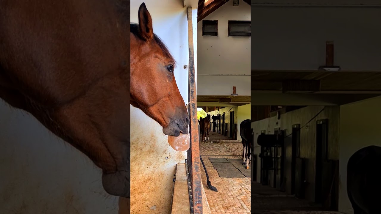 Bloco de Sal Rosa do Himalaia para Cavalos - AM Ferramentas