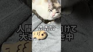 「まばたき返してる？」多頭飼育崩壊家庭からの人慣れ中の保護猫 #shorts
