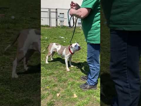 Linda, an adopted American Staffordshire Terrier & Pit Bull Terrier Mix in Yonkers, NY_image-1