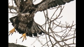 preview picture of video 'Juvenile Eagle - Marysville, Michigan'