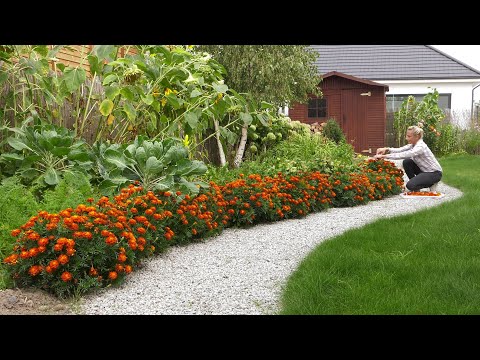 Ogród warzywny po urlopie - szpinak wysiew, zbiór aksamitek na wywar i siew