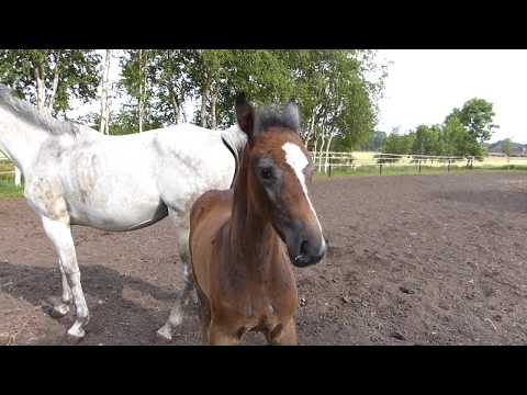 Hengstfohlen von Hickstead White aus Cassini II SOLD