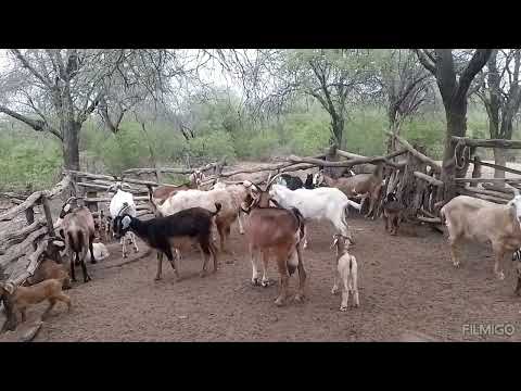 santiago del estero. El rincón , El simbol ( departamento jimenez)