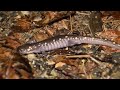 On the Road with the Salamander Crossing Brigades