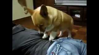 Dog gives a massage