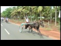 Best Kuthirai In Trichy Thiruvanaikovil Kuthirai Race