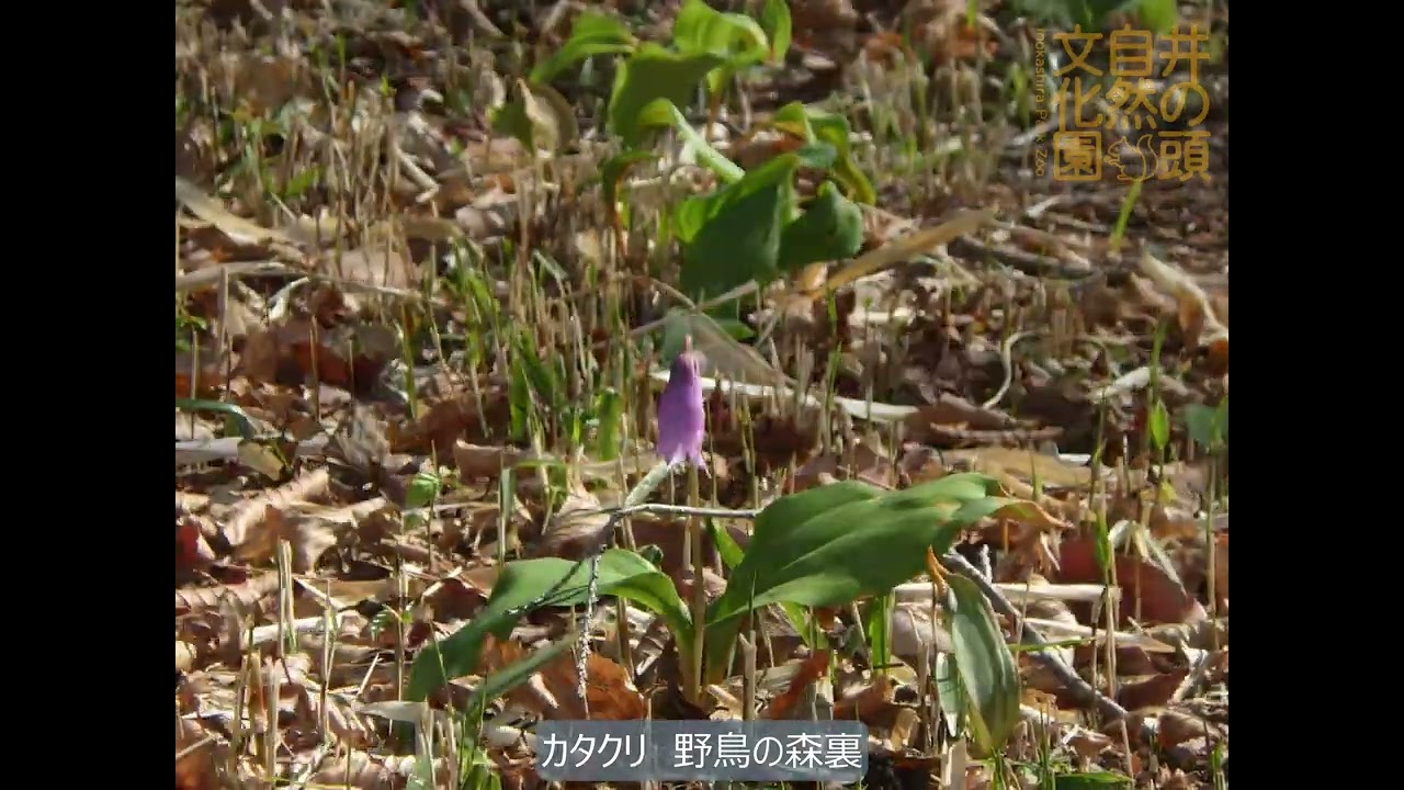 井の頭自然文化園 花ごよみ動画 カタクリの開花