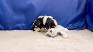 キャバリアの動画01