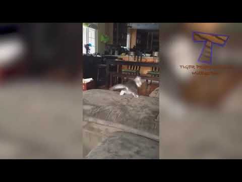 fani cat beby # and more animals video please visit to my channel#abdulbari jaan#