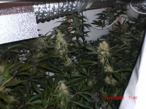 Kali Mist 90% Sativa