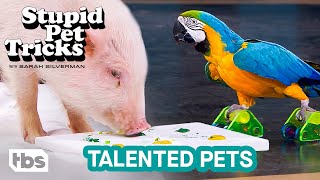 Stupid Pet Tricks Weekly Winners - Part 2 (Mashup) | TBS