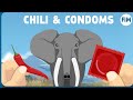 How Chilis and Condoms are Saving Elephants' Lives