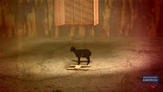 Trapping the Wolfman | Mountain Monsters