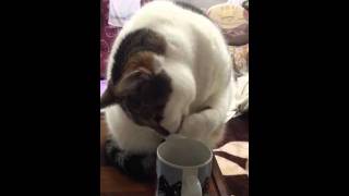 コップから水を飲む