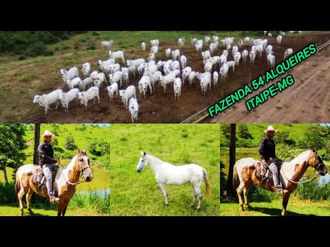 ✨️🌾FAZENDA 54 ALQUEIRES À VENDA EM ITAIPÉ MG MUITA ÁGUA E TERRA PRETA!