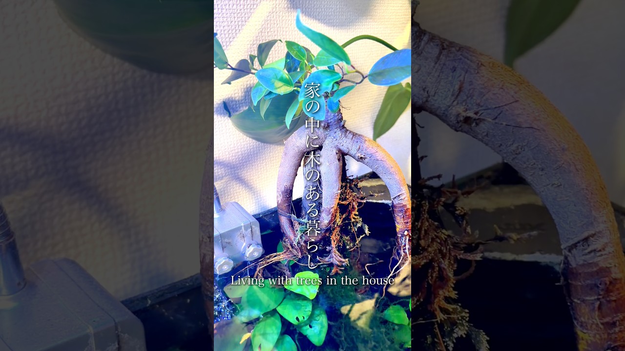 【観葉植物】ガジュマル、家の中に木のある暮らし#ガジュマル  #観葉植物