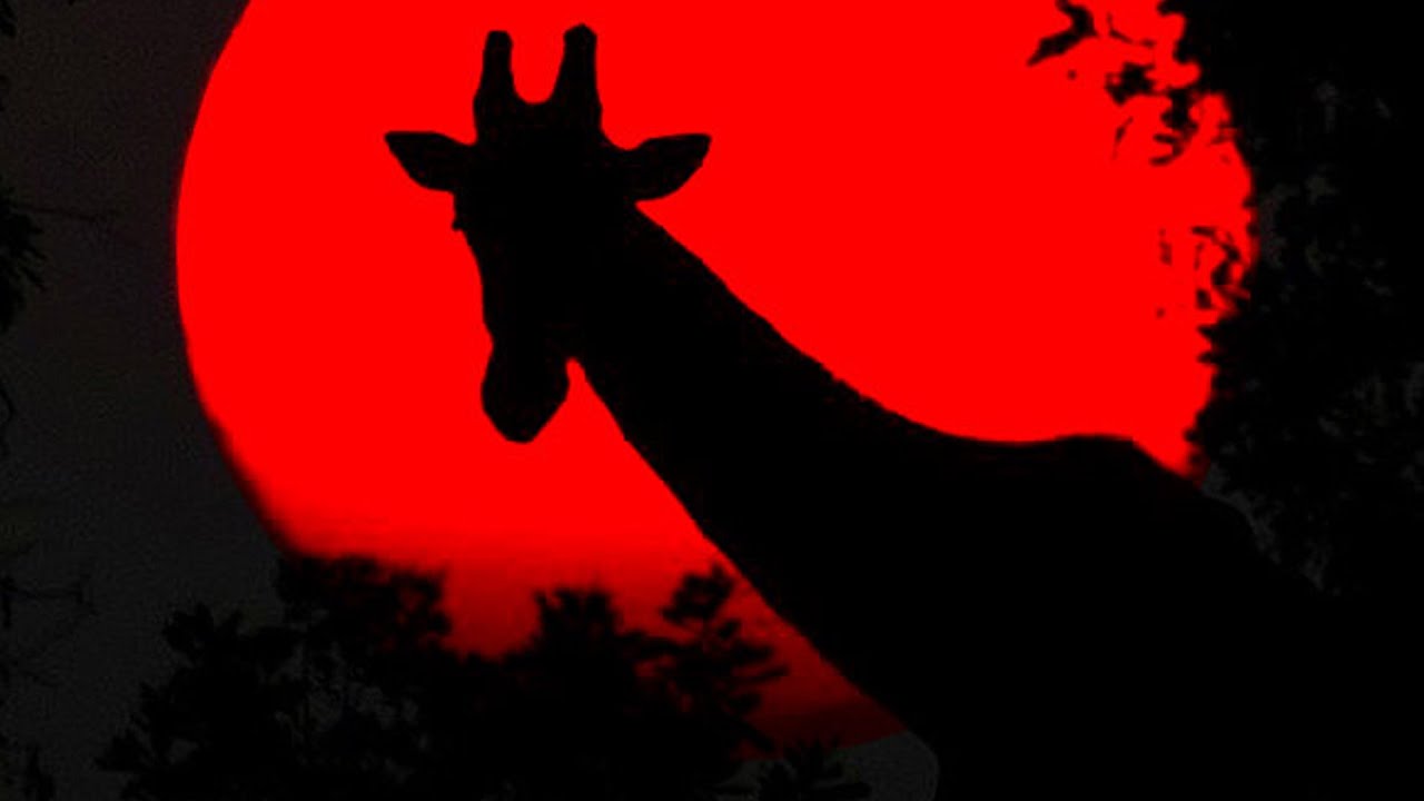 He Took Control of 50,000 Printers With 3 Lines of Code🎙Darknet Diaries Ep. 31: Hacker Giraffe