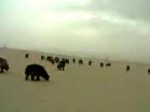 Comedy Telugu kuwait