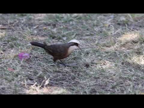 Grey crowned Babbler 23072022