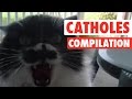 Angry Cat Holes Super Pissed Off Cats Compilation