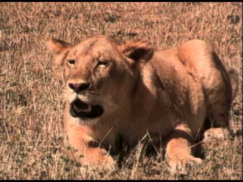 La vie privée des animaux de Patrick Bouchitey - Episode 12