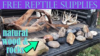 Gathering FREE REPTILE SUPPLIES | Natural Wood & Rocks