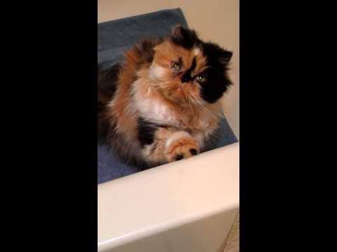 Zeena Knows International Sign For Petting