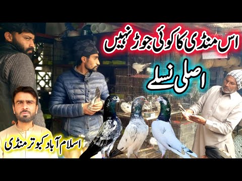 Islamabad kabootar mandi || 0342-564-3499 || Original Breeder Kabootar 😱😱