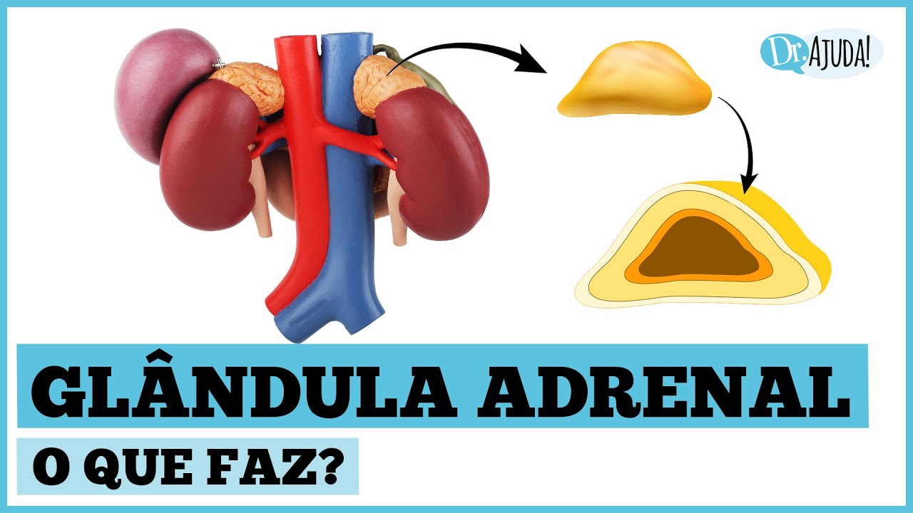 GLÂNDULA ADRENAL: QUAL A SUA FUNÇÃO ? QUAIS OS SINTOMAS ASSOCIADOS?