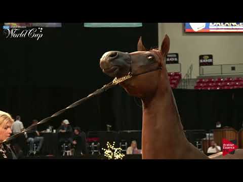 N 157 DAARIA SBA   LAS VEGAS 2019   Arabian World Cup Junior Mares ATH Class 102