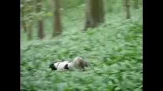 preview picture of video 'English Springer Spaniels Skipton woods 10th may 2010.'