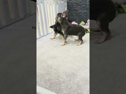 Video 4
