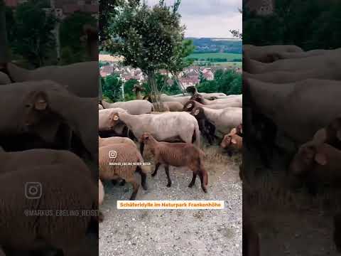 Schäferromantik: Idylle im Naturpark Frankenhöhe 🐑🌳