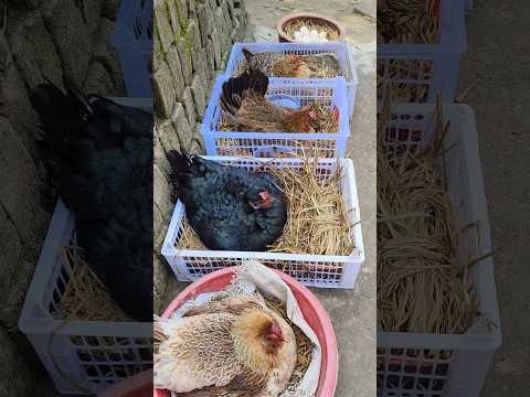 9 Hen Egg Hatching To Chicks 🥚🐣🐓❤️