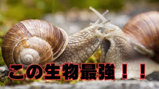 カタツムリ　遅いけど最強！？知られざる進化の秘密