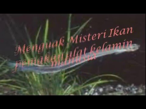 Masalah fisiologis dengan potensi Celana dengan pembesaran penis