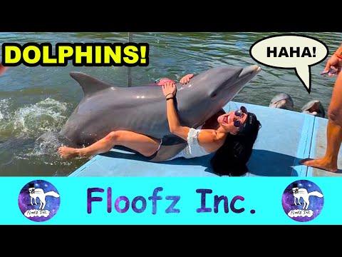 Les dauphins les plus drôles !