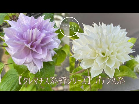 バーニング クレマチス、フレーム クレマチス、ペッパー クレマチス、フレグランス クレマチス、クレマチス フラムラ