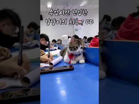 이젠 강의실까지 장악한 고양이